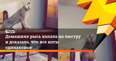 Домашняя рысь напала налюстру идоказала, что все коты одинаковые - ridus.ru