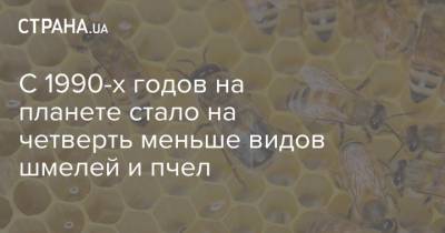 С 1990-х годов на планете стало на четверть меньше видов шмелей и пчел - strana.ua