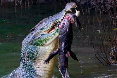 Крокодил разорвал варана на глазах у мужчины - lenta.ru - Сингапур