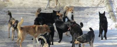 В Улан-Удэ зарегистрировали очередной случай нападения собак на ребенка - runews24.ru - Улан-Удэ