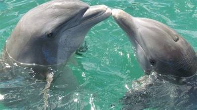 Дмитрий Воловик - В Азовском море увеличилась популяция дельфинов - inform.zp.ua - Украина - Мелитополь