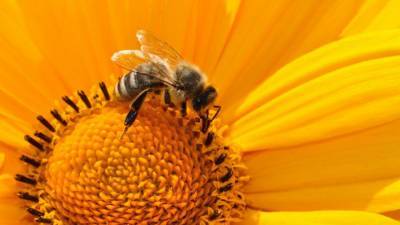 Биологи объяснили, почему исчезла четверть видов пчел - nation-news.ru