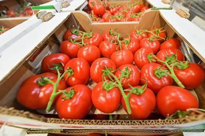 Россия частично снимает запрет на ввоз томатов и перцев из Казахстана - pnp.ru - Россия - Казахстан