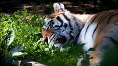 В шведском зоопарке усыпили тигрицу, заболевшую COVID-19 - gazeta.ru - Швеция - Борос