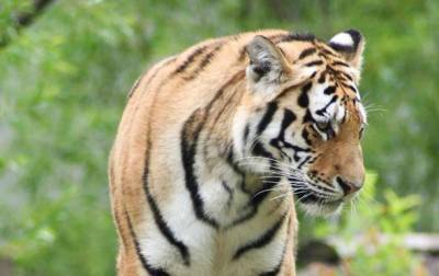 В шведском зоопарке усыпили заболевшую COVID-19 тигрицу - korrespondent.net - Швеция - Борос