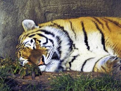 Заболевшую COVID-19 тигрицу усыпили в шведском зоопарке - tvc.ru - Швеция
