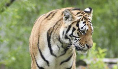 В шведском зоопарке усыпили заболевшую коронавирусом тигрицу - newizv.ru