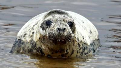 Ученые назвали возможную причину гибели тюленей в Каспийском море - iz.ru - Россия - Израиль - республика Дагестан