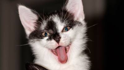 Накормившая котенка грудным молоком собака стала героиней соцсетей - nation-news.ru - Нигерия