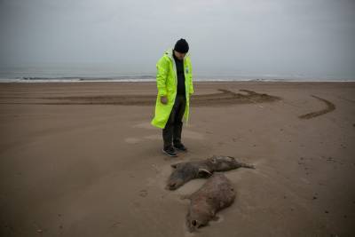 Названа новая возможная причина гибели тюленей в Каспийском море - etokavkaz.ru - Россия - республика Дагестан