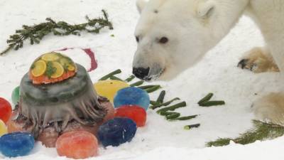 Торт из огурцов и рыбы: екатеринбургский зоопарк отметил день рождения белого медведя (ФОТО, ВИДЕО) - newdaynews.ru
