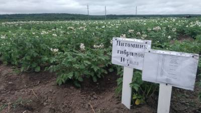 В Коми отобраны перспективные сорта картофеля для выращивания на Севере - komiinform.ru - Россия - республика Коми