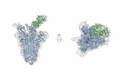 Разработали универсальное антитело против мутаций SARS-CoV-2 и большинства коронавирусов - 24tv.ua - Сша