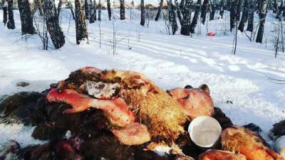В тюменском лесу нашли свалку останков животных - newdaynews.ru - Тюмень