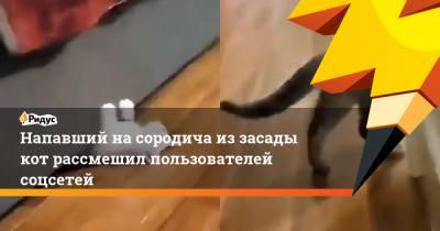 Напавший на сородича из засады кот рассмешил пользователей соцсетей - ridus.ru