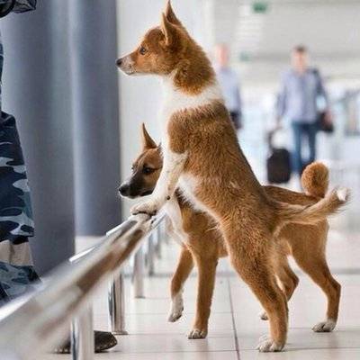 В аэропорту Италии служебных собак научили искать пассажиров с коронавирусом - radiomayak.ru - Италия - Рим