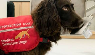 В итальянском аэропорту заболевших ковидом собаки определяют по запаху - newizv.ru