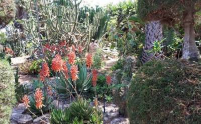 Письмо читателя: Я вырастила свой ботанический сад - vkcyprus.com - Кипр