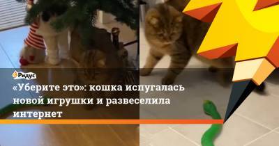 «Уберите это»: кошка испугалась новой игрушки и развеселила интернет - ridus.ru