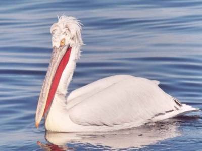 В Сенегале у пеликанов обнаружили высоко заразный птичий грипп - gazeta.ru - Япония - Сенегал