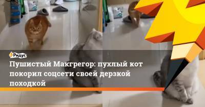 Пушистый Макгрегор: пухлый кот покорил соцсети своей дерзкой походкой - ridus.ru