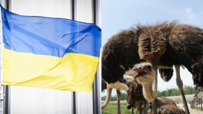 Политтехнолог сравнил власти Украины с прячущим голову в песок страусом - riafan.ru - Украина