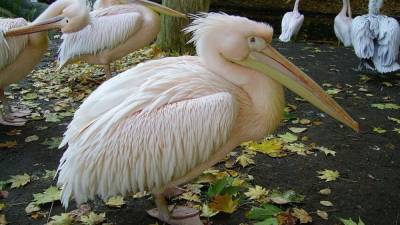 Высокопатогенный птичий грипп обнаружили у погибших пеликанов в Сенегале - inforeactor.ru - Сенегал