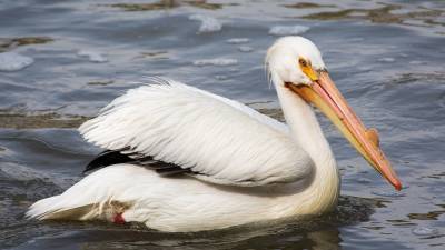 Пеликаны из нацпарка Сенегала заразились опасным птичьим гриппом - newinform.com - Сенегал