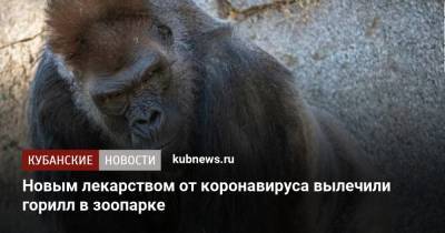 Новым лекарством от коронавируса вылечили горилл в зоопарке - kubnews.ru - штат Калифорния - Сан-Диего