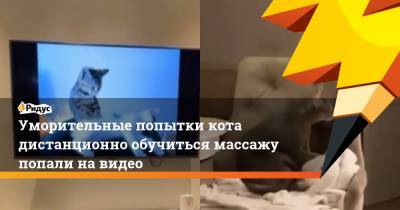 Уморительные попытки кота дистанционно обучиться массажу попали на видео - ridus.ru