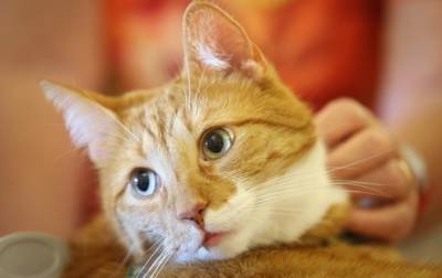 Ученые выяснили, как коты влияют на дистанционную работу хозяев - korrespondent.net