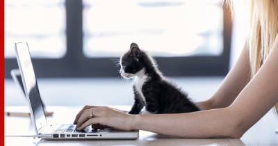 Раскрыто влияние кошек на хозяев при удаленной работе - profile.ru