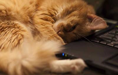 Психологи заявили, что кошки благосклонно влияют на работу хозяев на «удаленке» - live24.ru - Англия
