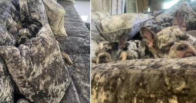 Фото "замаскировавшихся" на диване щенков стали вирусными в Сети - ren.tv - Англия