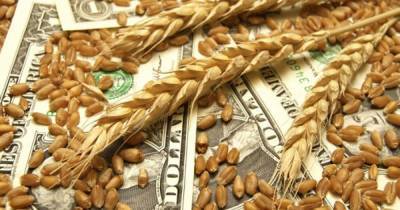 Украинская пшеница на экспортном рынке подорожала до шестилетнего максимума - focus.ua - Украина