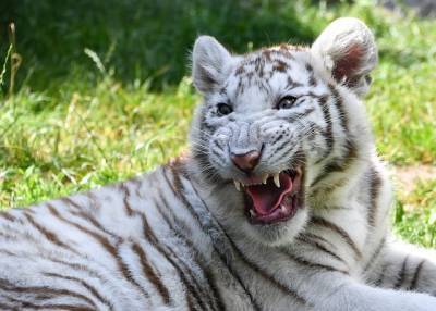 В зоопарке Никарагуа родился белый бенгальский тигрёнок - Cursorinfo: главные новости Израиля - cursorinfo.co.il - Израиль - Никарагуа