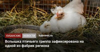 Вспышка птичьего гриппа зафиксирована на одной из фабрик региона - kubnews.ru - район Красноармейский