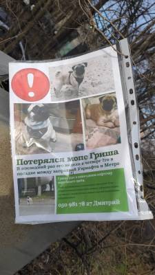 Запорожцы просят помощи в поисках домашнего любимца - inform.zp.ua - Украина - Запорожье