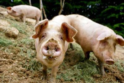 Угрозу американским свиньям увидели в мигрантах - lenta.ru - Сша - Доминиканская Республика - штат Айова - Пуэрто-Рико