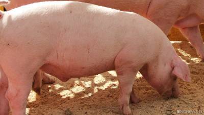 В Британии не хватает мясников для забоя свиней - newdaynews.ru - Англия