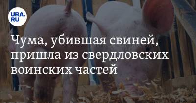 Чума, убившая свиней, пришла из свердловских воинских частей - ura.news - Свердловская обл.