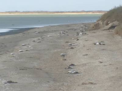 В оккупированном Крыму зафиксировали массовую гибель птиц, на побережье лежат тысячи трупов - gordonua.com - Украина - республика Крым