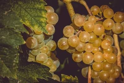 Германия: Сбор винограда в самом разгаре - mknews.de - Германия