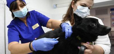 В Севастополе ветклиники начали вакцинировать животных от ковида - runews24.ru - Севастополь