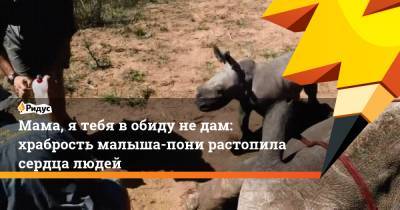 Мама, ятебя вобиду недам: храбрость малыша-пони растопила сердца людей - ridus.ru