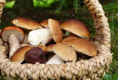 Американские исследователи: грибы могут снизить риск возникновения депрессии - online47.ru - штат Пенсильвания