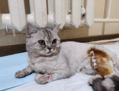 Уфимцы могут вакцинировать своих питомец против COVID-19 - ufacitynews.ru