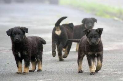 В Минприроды сосчитали бездомных собак и кошек - pnp.ru - республика Татарстан
