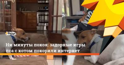 Ни минуты покоя: задорные игры пса с котом покорили интернет - ridus.ru