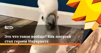 Это что такое вообще? Как попугай стал героем Интернета - ridus.ru